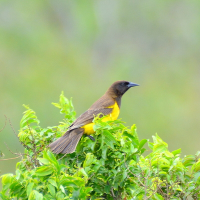 Brown-and-yellow Marshbird